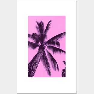 Pink Palm Beach Tree Posters and Art